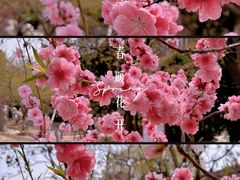 -桃花堤公园