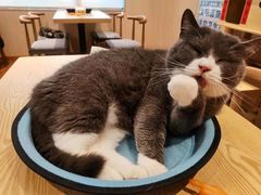 -绒爪撸猫下午茶·猫咖