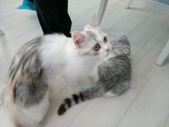 -喵的天空名猫咖啡馆·撸猫·猫舍·用品
