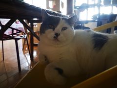 -Cappucimeow猫咪咖啡馆(韦伯时代店)