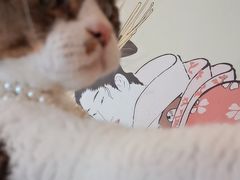 -Let's go狗咖·猫咖·奶狗·桌游(春熙路IFS店)
