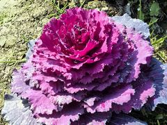 -中国天府农业博览园