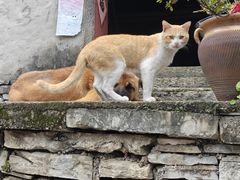 -高荡千年布依古寨旅游景区