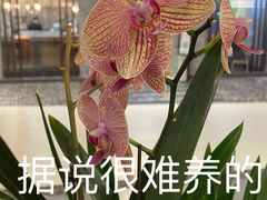 -松鹤楼·非遗·苏帮菜(融科店)