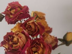 -循礼门鲜花花市(武汉循礼门店)