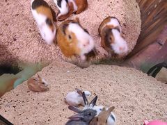 -正佳雨林生态植物园