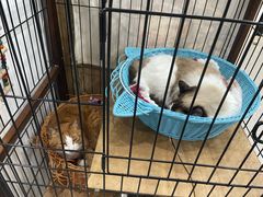 -四月宠物医院·猫专科·心脏专科·内科(转塘店)