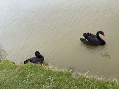 -盐城丹顶鹤湿地生态旅游区