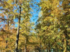 -昆山城市生态森林公园