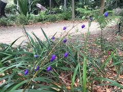 -墨尔本皇家植物园