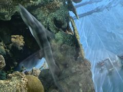 -上海海洋水族馆