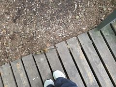 -五营红松林海景区