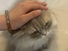 -平行世界·猫咖(首经贸店)