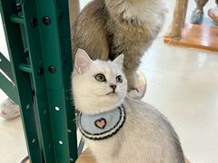 -共舞时光猫咖·狗咖(新街口店)