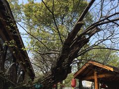 -张鸟园农家乐(张鸟园店)