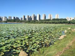 -丁香湖公园