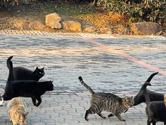 -南京市江宁方山