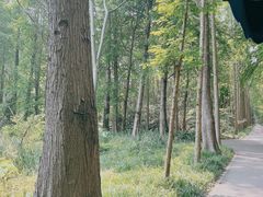 -上海滨江森林公园
