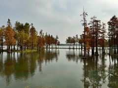 -贡湖湾湿地公园
