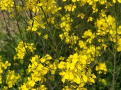 -苏生镇江鸭血粉丝(永泰国际广场店)