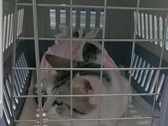 -纳吉亚猫专科动物医院·北北分院