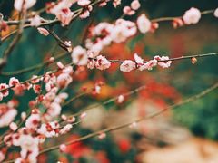 -杭州植物园