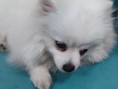 -嘉馨宠物医院·CT影像转诊·心脏科·犬猫全科诊疗中心(下沙大学城院区)