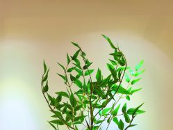 -FUMEIHUI·科技美肤·美体SPA