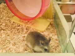 -龙猫仔乐园(惠福东路店)