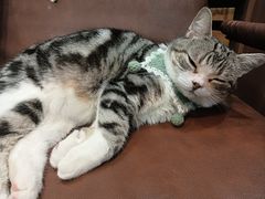 -MOCHA明星猫咖(田子坊店)