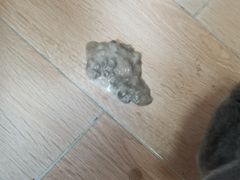 -芭比堂动物医院·24小时·眼科中心(深圳中心)