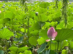 -莲花池公园
