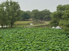 -北京麋鹿生态实验中心