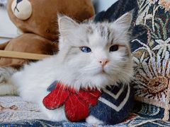 -平行世界·猫咖(首经贸店)