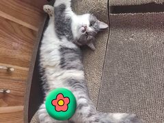 -凯特喵百思猫专科医院