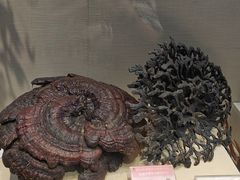 -广东中医药博物馆