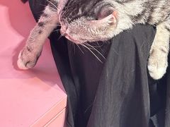 -毛绒耶耶撸宠馆·猫咖·狗咖·荷兰猪咖