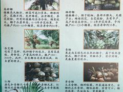 -万兴启丰椰子文化园餐厅