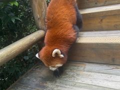-都江堰中华大熊猫苑
