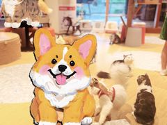 -米乐乖乖猫咪咖啡馆·猫咖(深圳湾后海汇店)