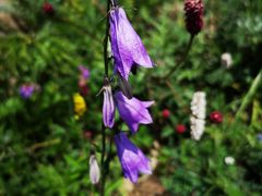 -白草畔自然风景区