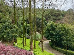 -铁山坪森林公园