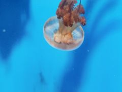 -泉城欧乐堡海洋极地世界