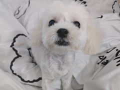 -MOLLY'S萌宠生活馆