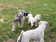 -爪吧宠物乐园 (温榆河示范区店)