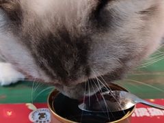 -喵喵咪呀布偶猫咖(春熙路店)