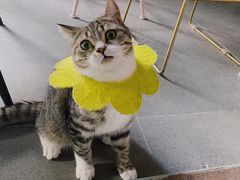 -喵屿·大理花园猫咖