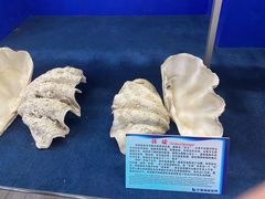-北海海底世界