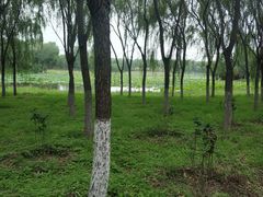 -东郊湿地公园
