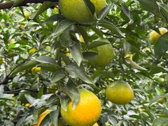 -樱桃山旅游景区